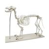 Large Dog Skeleton Model