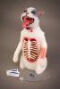 Intubation Cat