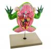 Jumbo 3D Frog Dissection Model w/ Keycard