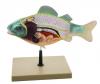 3D Fish Dissection Model, 14" Length 