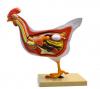 Chicken / Hen Anatomy model- 6 Parts 