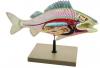 Fish Dissection Model (Perch); fish 19.5 inches long 