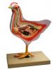 Model Bird Dissection, Rooster 