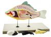 Model Carp Fish - 4 Parts 