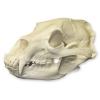 American Black Bear Skull
