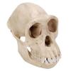 Chimpanzee Skull, Plastic