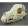 Dog Skull, Plastic