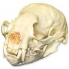 Small-clawed Otter Skull