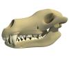 Animal Skull 3D Model Collection