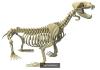 Animal Skeleton 3D Model Collection