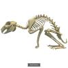 Animal Skeleton 3D Model Collection