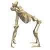 High Definition 3D Animal Skeleton Model Collection