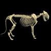 High Definition 3D Animal Skeleton Model Collection
