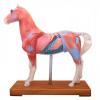 Horse Anatomy and Acupuncture Model