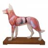 Dog Anatomy and Acupuncture Model