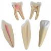 Budget Tooth Morphology Model