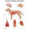 Canine Internal Organs Laminated Chart / Poster