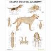Canine Skeletal Anatomy Laminated Chart / Poster