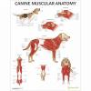 Canine Muscular Anatomy Laminated Chart / Poster