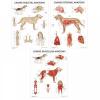 Canine Anatomy 3 Poster Collection (Laminated)