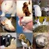 Animal Health & Welfare Images Vol. I