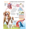 Understanding Canine Heartworm Chart / Poster - Laminated