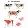 Bovine Anatomy Laminated Chart / Poster