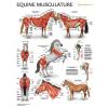 Equine Musculature Anatomy Laminated Chart / Poster
