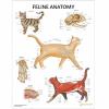 Feline Anatomy Laminated Chart / Poster