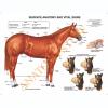 Equine Surface Anatomy Laminated Chart / Poster