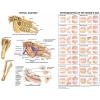 Equine Dental Anatomy Laminated Chart / Poster