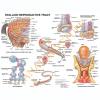 Stallion Reproductive Anatomy Laminated Chart / Poster
