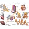 Equine Foot and Hoof Anatomy Laminated Chart / Poster