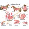 Equine Digestive System Laminated Chart / Poster