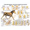 Equine Forelimb Regional Joint Anatomy Laminated Chart / Poster