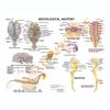 Equine Neurological Anatomy Laminated Chart / Poster