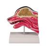 Canine Head Section Model