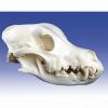 Canine Skull (Small)