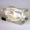 Canine Skull in Transparent Plastic Block