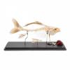 Fish Skeleton - Carp (Cyprinus Carpio)
