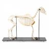 Horse Skeleton (Equus Caballus)