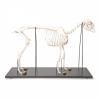 Sheep Skeleton (Ovis Aries)