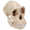 Chimpanzee Skull Model (Pan Troglodytes, Female)