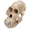 Orangutan Skull Model (Pongo Pygmaeus, Male)