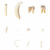 Tooth Types of Different Mammals (Mammalia, Deluxe Version)