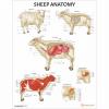 Sheep Anatomy Chart / Poster - Laminated