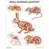 Small Mammal Anatomy Chart / Poster - Laminated