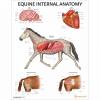 Equine Internal Anatomy Chart / Poster - La