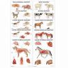 eterinary Anatomy 10 Poster Collection (Laminated)