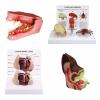 Canine Anatomy and Pathology Model Collection (4 part)